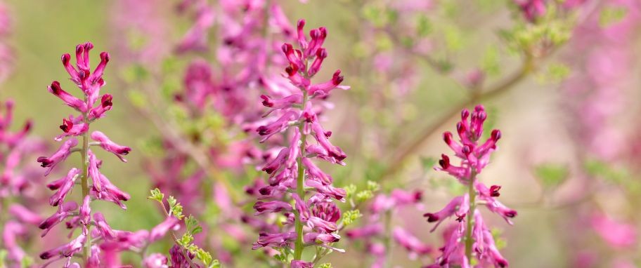 Arykuł banner - Dymnica pospolita (fumaria officinalis) - właściwości i zastosowanie. Czym jest dymnica pospolita i jakie części tej rośliny są wykorzystywane w ziołolecznictwie?