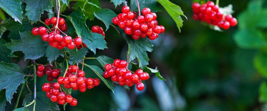 Arykuł banner - Kalina koralowa (Viburnum opulus) - wygląd, rodzaje, właściwości lecznicze kaliny. W jakich preparatach występuje i na co działa kalina? Kiedy sadzić krzewy kaliny i jak ją uprawiać?