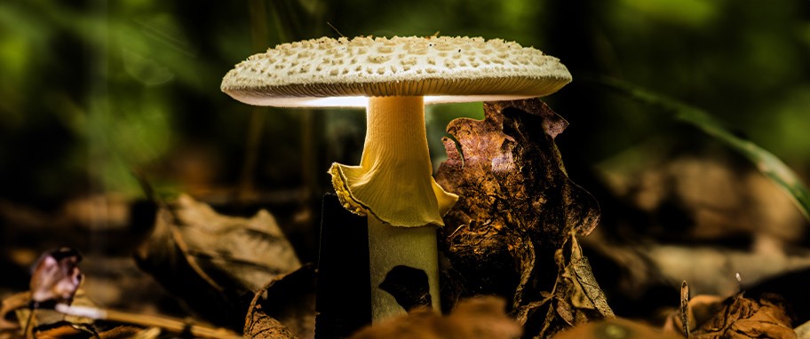 Arykuł banner - Objawy zatrucia muchomorem sromotnikowym (Amanita phalloides) - czy to najbardziej trujący grzyb w polskich lasach?