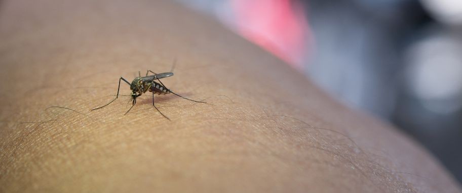 Arykuł banner - Wirus chikungunya &ndash; objawy, diagnostyka i leczenie. Czym jest i jak przenosi się gorączka chikungunya &ndash; wirusowa choroba tropikalna?