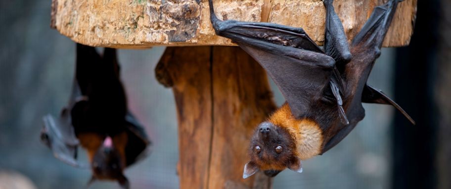 Arykuł banner - Wirus Nipah w Indiach &ndash; drogi transmisji, objawy zakażenia i śmiertelność. Groźny wirus Nipah w świetle danych epidemiolog&oacute;w i WHO