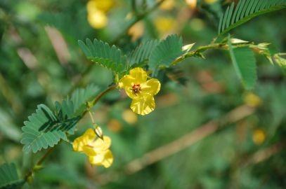 Zdjęcie artykułu - Buzdyganek naziemny (Tribulus terrestris) - działanie, właściwości, zastosowanie rośliny. Wpływ na potencję