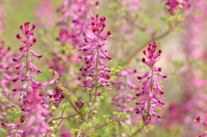 Zdjęcie artykułu - Dymnica pospolita (fumaria officinalis) - właściwości i zastosowanie. Czym jest dymnica pospolita i jakie części tej rośliny są wykorzystywane w ziołolecznictwie?