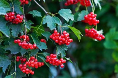 Zdjęcie artykułu - Kalina koralowa (Viburnum opulus) - wygląd, rodzaje, właściwości lecznicze kaliny. W jakich preparatach występuje i na co działa kalina? Kiedy sadzić krzewy kaliny i jak ją uprawiać?