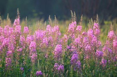 Zdjęcie artykułu - Wierzb&oacute;wka kiprzyca - właściwości i zastosowanie. Na co wierzb&oacute;wka kiprzyca działa najlepiej i jakie są wskazania do jej przyjmowania?