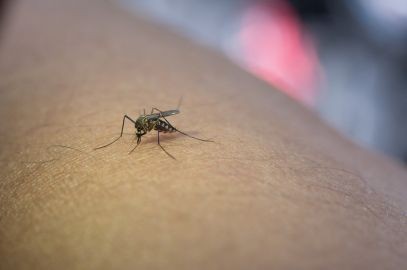 Zdjęcie artykułu - Wirus chikungunya – objawy, diagnostyka i leczenie. Czym jest i jak przenosi się gorączka chikungunya – wirusowa choroba tropikalna?