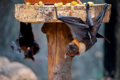 Zdjęcie artykułu - Wirus Nipah w Indiach &ndash; drogi transmisji, objawy zakażenia i śmiertelność. Groźny wirus Nipah w świetle danych epidemiolog&oacute;w i WHO