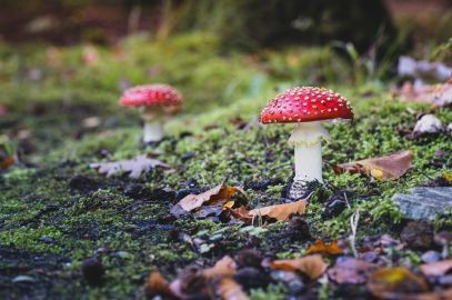 Zdjęcie artykułu - Zatrucie grzybami &ndash; objawy i pierwsza pomoc. Jak rozpoznać objawy zatrucia grzybami i co zrobić w przypadku ich wystąpienia?